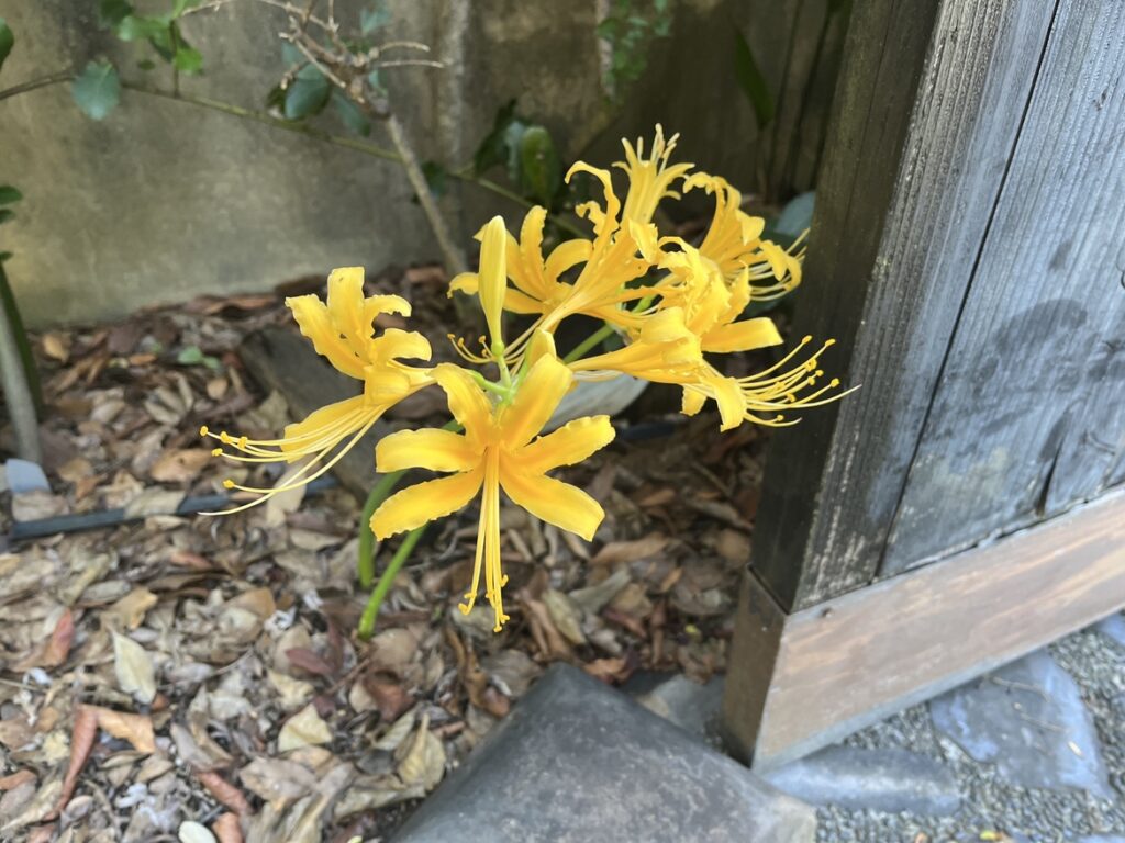 秋のテラスをお見せします🍁のイメージ画像