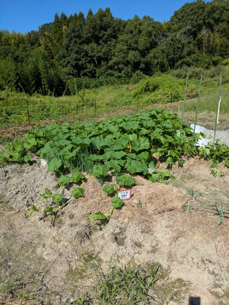 現役精神科医から学ぶ💕心と身体を整える農業体験🥕のイメージ画像