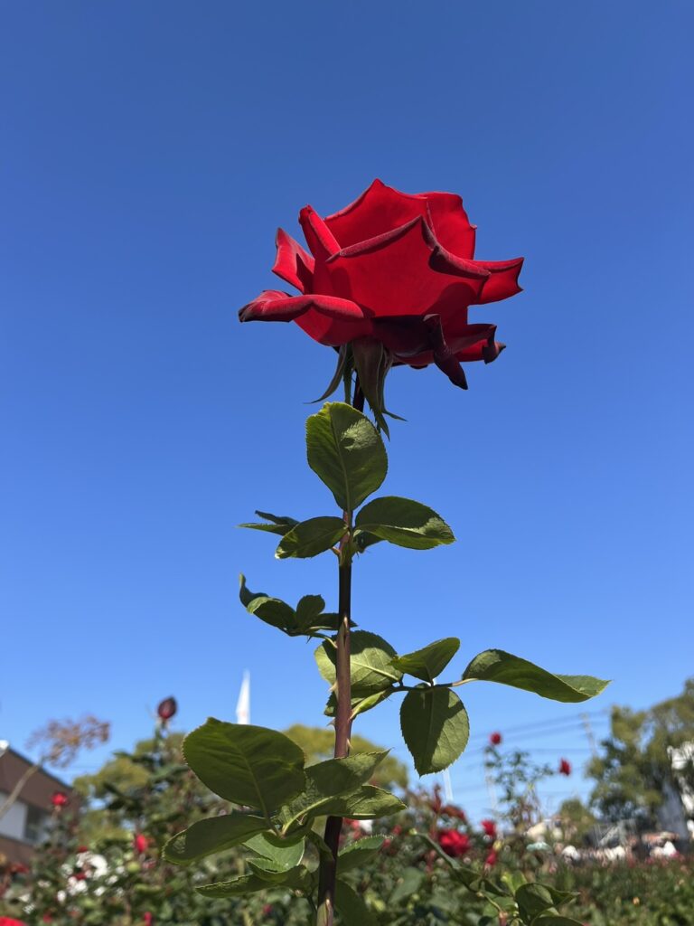 久留米でバラフェアが開催されていました🌹のイメージ画像