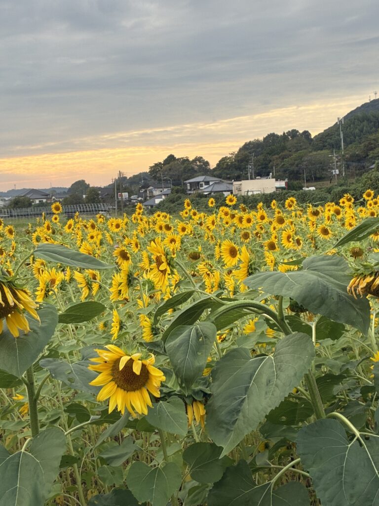 ひまわり畑を見つけました🌻のイメージ画像