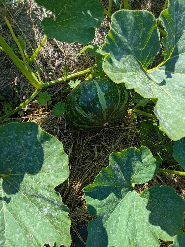 畑が賑やかになってきました🥬のイメージ画像