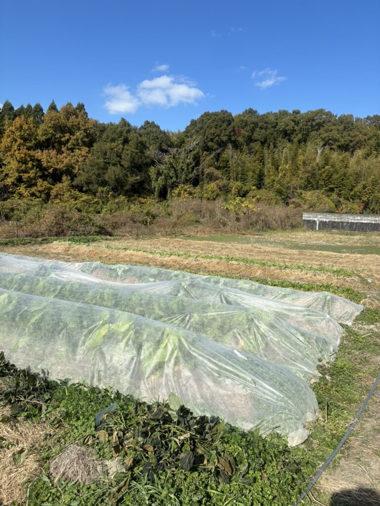 農業体験に行って来ました🥬のイメージ画像