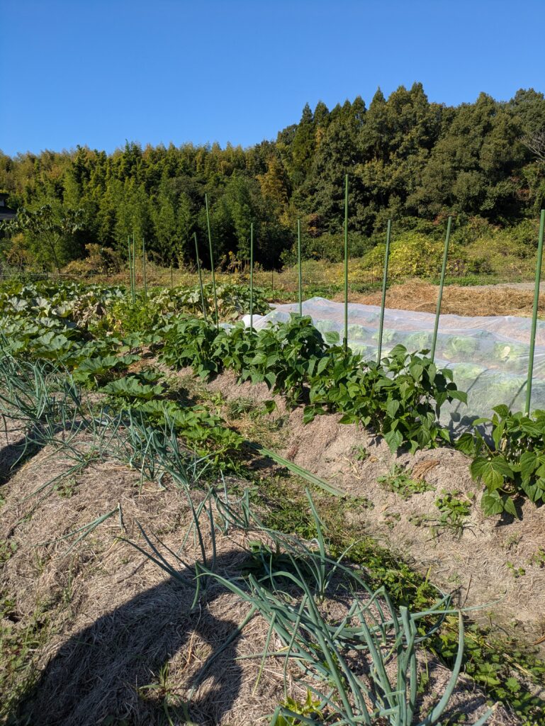 心と身体を整える農業体験❦続のイメージ画像