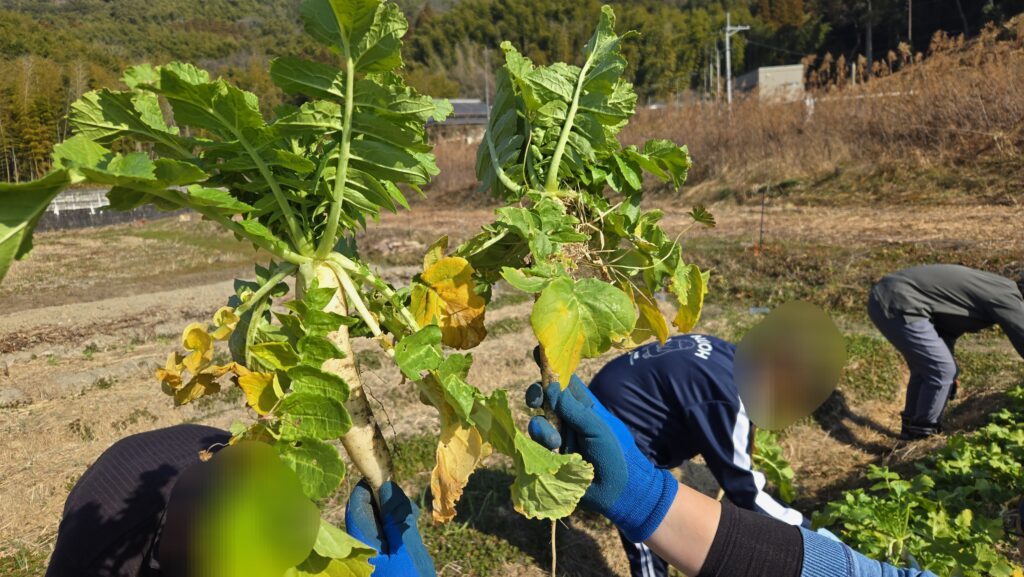 農業体験と気付き🥬のイメージ画像