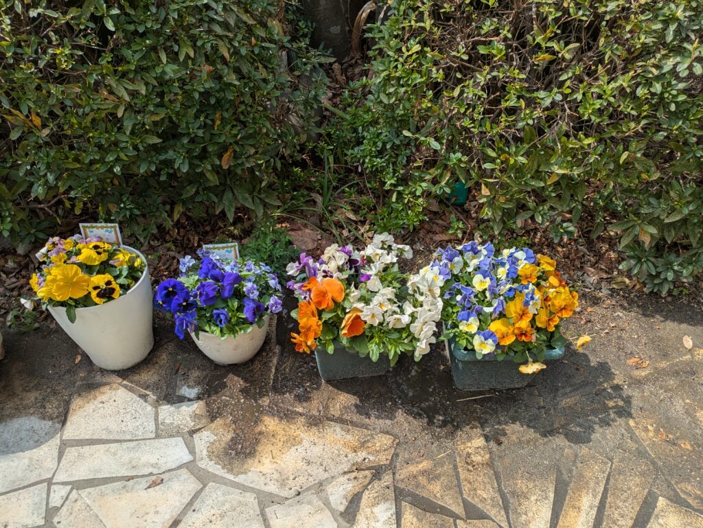 ティオ大牟田築町は利用者さんが育てている花や野菜で溢れています🌺のイメージ画像