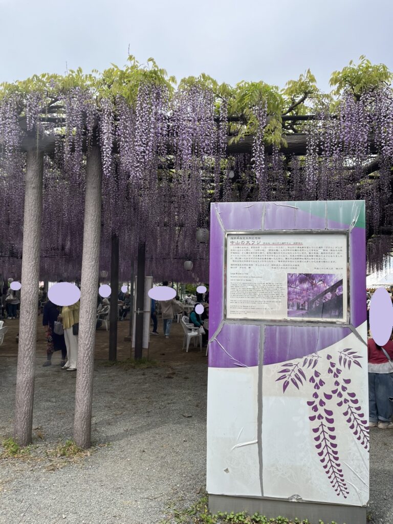 中山大藤まつりでリフレッシュしました✨のイメージ画像