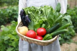 「種から育てて、みんなで食べる」農業体験グループワークから学ぶ、就労に役立つチームワークと成功体験のイメージ画像